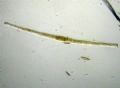 Toxarium undulatum cfr